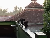 Monyet Lepas dari Ibarbo Keliaran di SMP-Permukiman, Petugas Pasang Perangkap