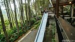 Bosan ke Puncak? Coba Healing di Daong Hutan Pinus Desa Pancawati