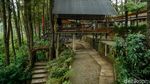 Bosan ke Puncak? Coba Healing di Daong Hutan Pinus Desa Pancawati