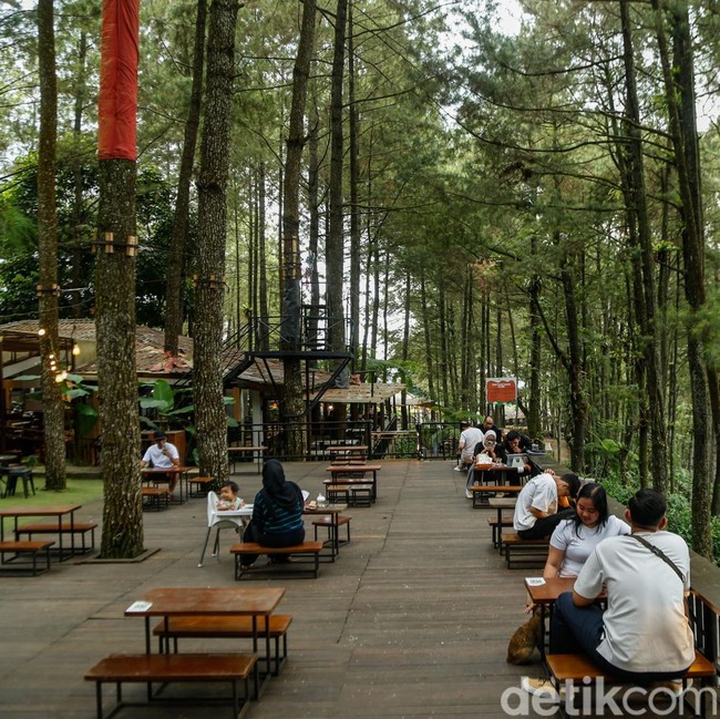 Bosan ke Puncak? Coba Healing di Daong Hutan Pinus Desa Pancawati