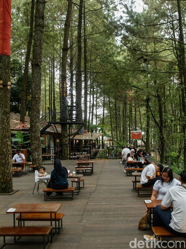 Bosan ke Puncak? Coba Healing di Daong Hutan Pinus Desa Pancawati
