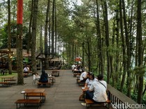 Bosan ke Puncak? Coba Healing di Daong Hutan Pinus Desa Pancawati