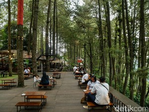 Bosan ke Puncak? Coba Healing di Daong Hutan Pinus Desa Pancawati