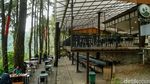 Bosan ke Puncak? Coba Healing di Daong Hutan Pinus Desa Pancawati