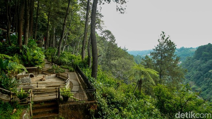 Pengunjung menikmati hidangan di Daong Hutan Pinus, Desa Pancawati, Kabupaten Bogor, Selasa (21/7/2026). Tempat ini memadukan wisata alam, kafe outdoor, dan restoran di tengah hutan pinus.