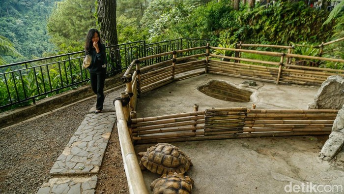Pengunjung menikmati hidangan di Daong Hutan Pinus, Desa Pancawati, Kabupaten Bogor, Selasa (21/7/2026). Tempat ini memadukan wisata alam, kafe outdoor, dan restoran di tengah hutan pinus.