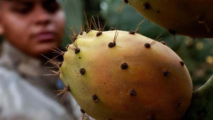 A worker picks prickly pears, whose production is on the rise due to their low water consumption and ability to withstand extreme temperatures, according to farmers, at a farm in Al Qalyubia Governorate, Egypt, July 23, 2026. REUTERS/Mohamed Abdel Ghany