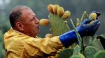 Buah Kaktus Jadi Andalan Petani Mesir Saat Kemarau