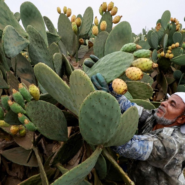 Buah Kaktus Jadi Andalan Petani Mesir Saat Kemarau