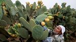 Buah Kaktus Jadi Andalan Petani Mesir Saat Kemarau