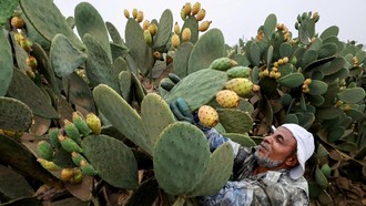 Buah Kaktus Jadi Andalan Petani Mesir Saat Kemarau