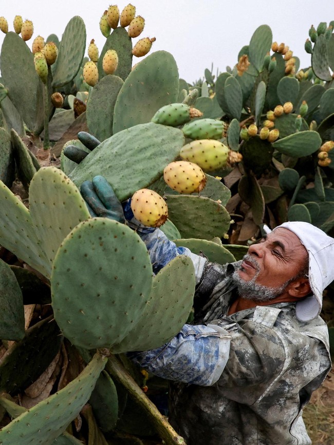 Buah Kaktus Jadi Andalan Petani Mesir Saat Kemarau