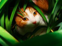 15 Foto Anak Kucing Menggemaskan dari Berbagai Negara