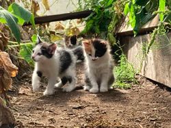 15 Foto Anak Kucing Menggemaskan dari Berbagai Negara