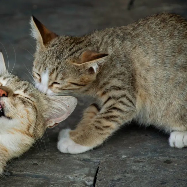 15 Foto Anak Kucing Menggemaskan dari Berbagai Negara