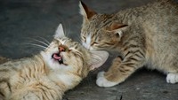15 Foto Anak Kucing Menggemaskan dari Berbagai Negara
