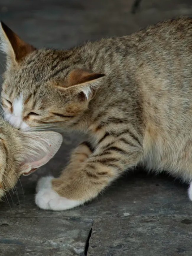 15 Foto Anak Kucing Menggemaskan dari Berbagai Negara