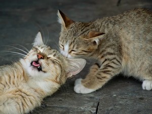 Kucing Saling Jilat, Benarkah Tanda Sayang?