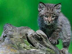 15 Foto Anak Kucing Menggemaskan dari Berbagai Negara