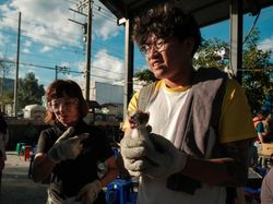 15 Foto Anak Kucing Menggemaskan dari Berbagai Negara