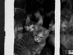 15 Foto Anak Kucing Menggemaskan dari Berbagai Negara