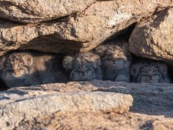 15 Foto Anak Kucing Menggemaskan dari Berbagai Negara