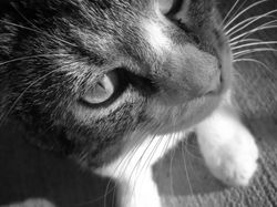 15 Foto Anak Kucing Menggemaskan dari Berbagai Negara