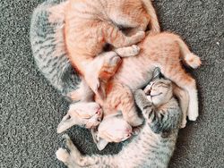 15 Foto Anak Kucing Menggemaskan dari Berbagai Negara