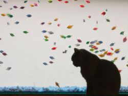 15 Foto Anak Kucing Menggemaskan dari Berbagai Negara