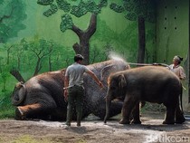 Hanya 1 Gajah Mati Sepanjang Korupsi di KBS, Sisanya Foto-foto Lama