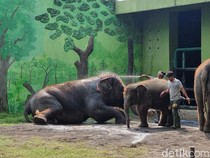 Tega! Eks Dirut KBS Korupsi Pakan Satwa, Rp 7,4 M Dipakai buat Kepentingan Pribadi
