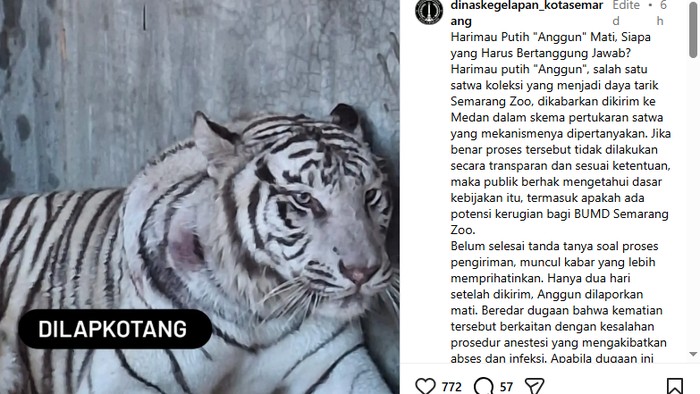 Harimau putih bernama Anggun di Semarang Zoo dilaporkan mati.