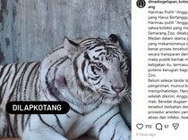 Sekda Ungkap Penyebab Harimau Putih Semarang Zoo Mati: Pencernaan Kosong