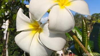Kamera ultrawide Razr Fold juga mendukung fitur Macro Vision yang memungkinkan pengambilan foto dengan jarak sedekat 3,5cm. Foto: Virgina Maulita Putri/detikINET