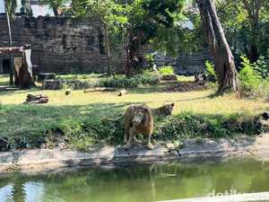 Viral Harimau Kurus di Tengah Kasus Korupsi Eks Dirut KBS, Ini Keterangan Pengelola