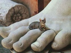 15 Foto Anak Kucing Menggemaskan dari Berbagai Negara
