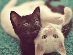 15 Foto Anak Kucing Menggemaskan dari Berbagai Negara