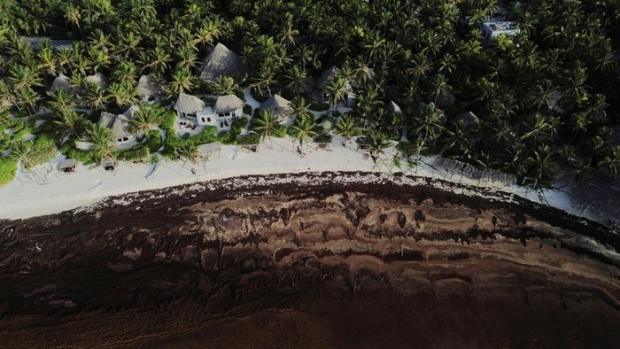 A drone view shows sargassum seaweed covering the shoreline of a deserted beach in the hotel zone in Tulum, Mexico, July 22, 2026. REUTERS/Paola Chiomante