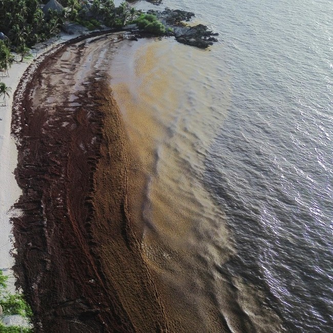 Ledakan Sargassum Kepung Pantai Wisata Meksiko