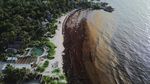 Ledakan Sargassum Kepung Pantai Wisata Meksiko