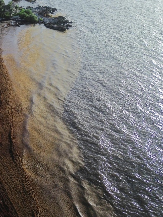 Ledakan Sargassum Kepung Pantai Wisata Meksiko