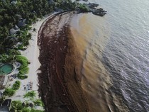 Ledakan Sargassum Kepung Pantai Wisata Meksiko