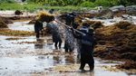 Ledakan Sargassum Kepung Pantai Wisata Meksiko