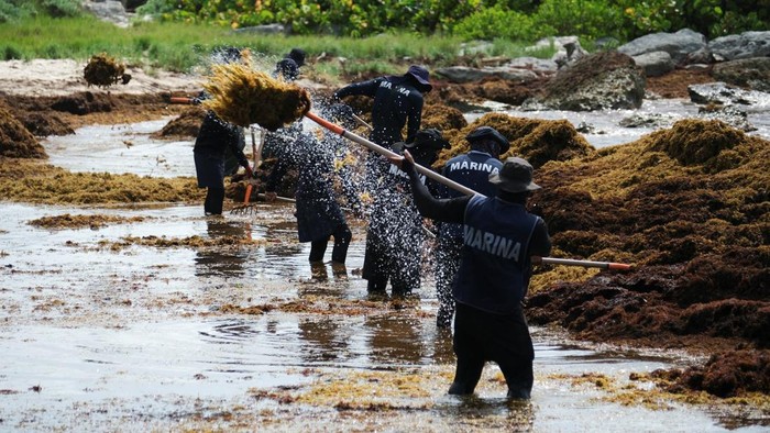 Ledakan Sargassum Kepung Pantai Wisata Meksiko