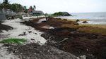 Ledakan Sargassum Kepung Pantai Wisata Meksiko