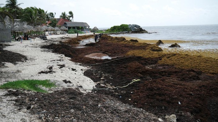 Ledakan Sargassum Kepung Pantai Wisata Meksiko