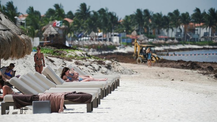 Ledakan Sargassum Kepung Pantai Wisata Meksiko