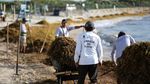 Ledakan Sargassum Kepung Pantai Wisata Meksiko