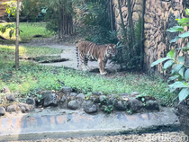 Di Tengah Isu Macan Kurus, Keeper KBS Ungkap Perawatan Wira dan Rengganis