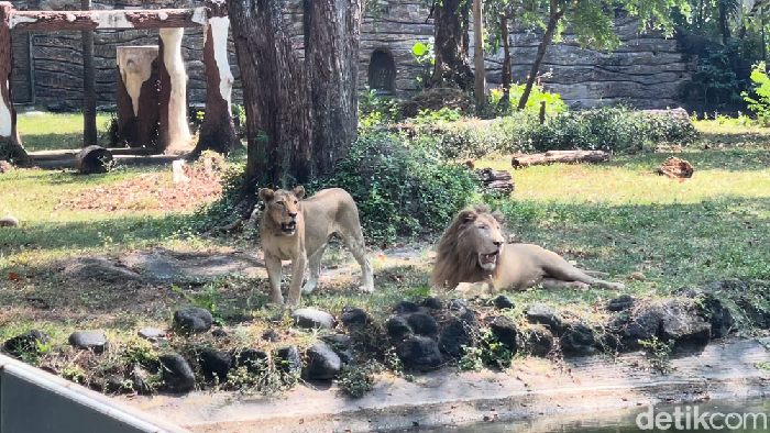 Singa di Kebun Binatang Surabaya.